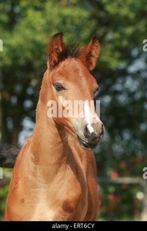 arabian horse foal Stock Photo