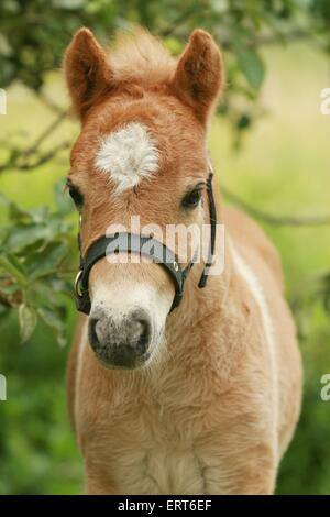 Shetland Pony foal Stock Photo