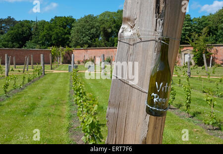 vineyard at holkham hall, north norfolk, england Stock Photo