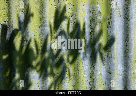 tree shadow on weathered corrugated metal shed Stock Photo