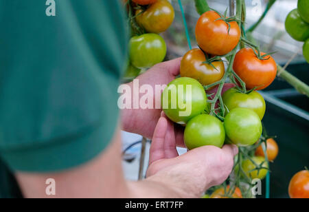 person checking condition of vine grown tomatoes Stock Photo