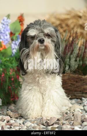 little Lion dog Stock Photo