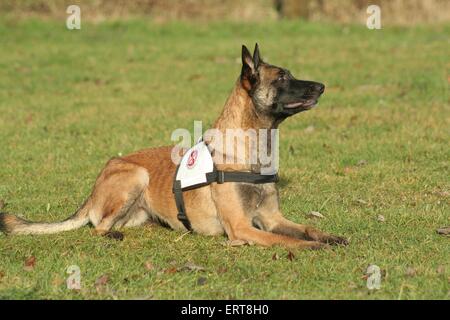 rescue dog training Stock Photo