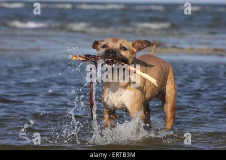 playing American Staffordshire Terrier Stock Photo