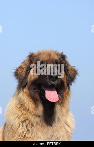 Leonberger Portrait Stock Photo