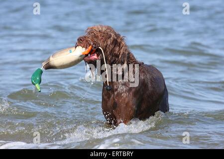 retrieving German Broken-coated Pointing Dog Stock Photo