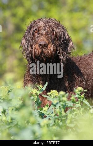German Broken-coated Pointing Dog Portrait Stock Photo