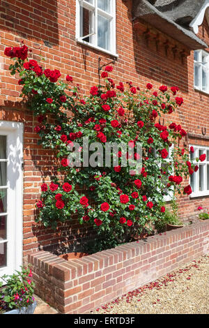 Red Rose 'Dublin Bay' Growing on Front of House Stock Photo