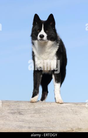 Karelian Bear Dog Stock Photo