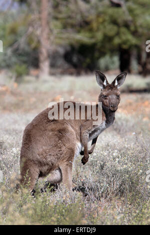 Kangaroo. Wilpena Pound, Flinders Ranges, South Australia. Stock Photo