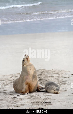 Australian Sea Lions (Neophoca cinerea). Seal Bay Conservation Park, Kangaroo Island, South Australia. Stock Photo