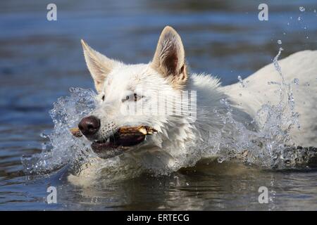playing White Swiss Shepherd Stock Photo