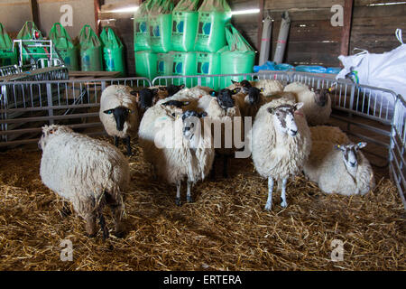 Sheep waiting to be sheared at Cheriton Middle Farm on open farm Sunday, Hampshire, England, United Kingdom Stock Photo