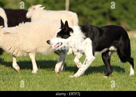 Tending best sale border collie