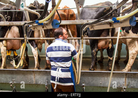 Milking cows in a modern milking parlor, Cheriton, Hampshire, England, United Kingdom. Stock Photo