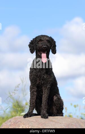 sitting Perro de Agua Espanol Stock Photo