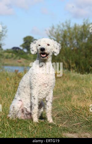 sitting Perro de Agua Espanol Stock Photo