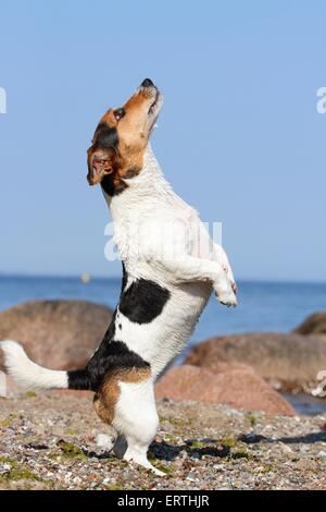 begging Jack-Russell-Mongrel Stock Photo