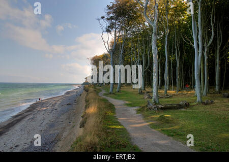 Beech forest, mind wood, ghost wood, at the baltic sea at nienhagen, Mecklenburg-Western Pomerania, germany, europe Stock Photo