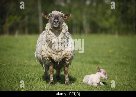 sheep with lamb Stock Photo