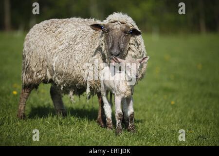 sheep with lamb Stock Photo