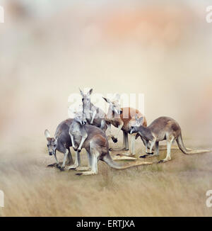 Herd Of Kangaroos In A Field Stock Photo