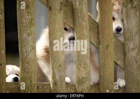 Akita Inu puppies at fence Stock Photo
