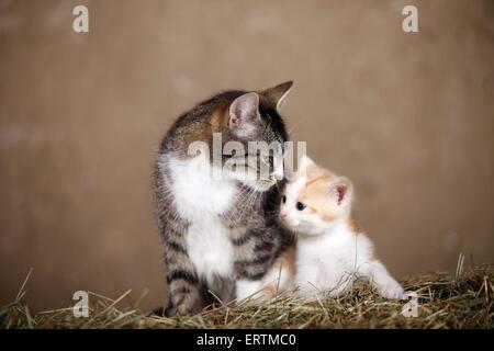 kitten Stock Photo