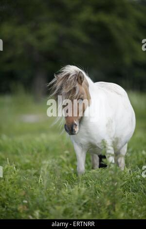 Mini Shetland Pony Stock Photo