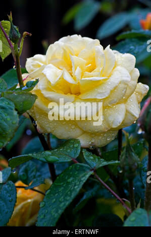 Rose 'Arthur Bell' yellow bloom in the rain with raindrops Stock Photo