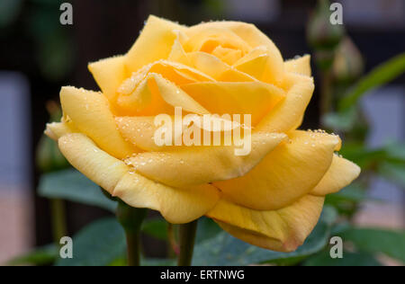 Rose 'Arthur Bell' yellow bloom with dew drops Stock Photo