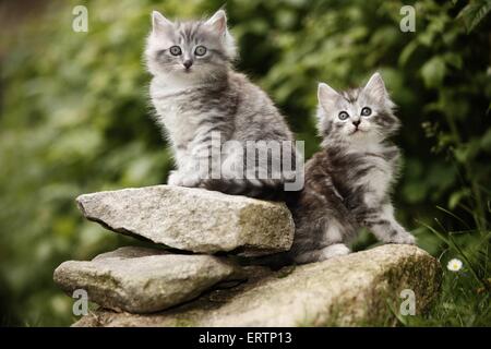 norwegian forest kittens Stock Photo