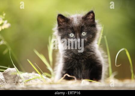 norwegian forest kitten Stock Photo