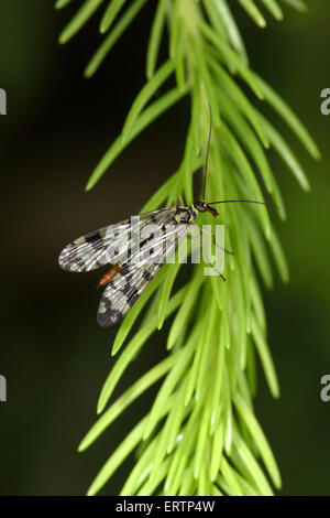 Common scorpionfly (Panorpa communis) is a species of scorpionfly native to Western Europe. Stock Photo