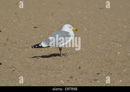 Seagull on the beach Stock Photo