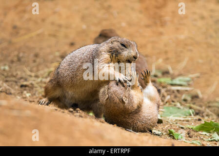 Two adult prairie dogs (genus cynomys) fighting Stock Photo