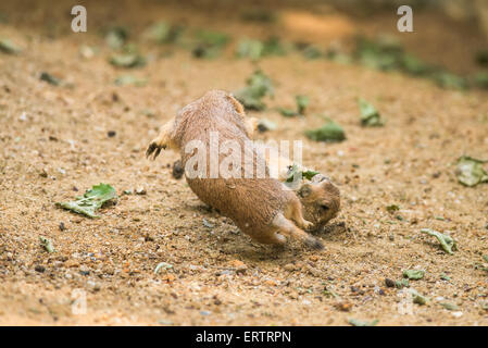 Two adult prairie dogs (genus cynomys) fighting Stock Photo
