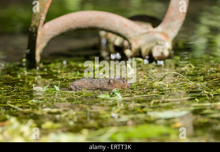 Water vole (Arvicola terrestris) swimming in a stream covered with water crowfoot. An old pump house wheel is behind the animal. Stock Photo