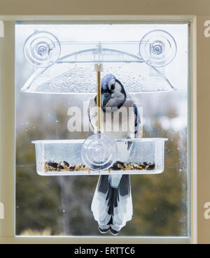Blue jay bird in window attached birdfeeder on a wet cold day in winter, USA Stock Photo