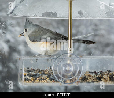Tufted Titmouse bird in window attached birdfeeder on a wet cold day in winter, USA Stock Photo