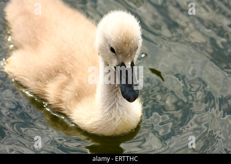 Leeds, Yorkshire, UK. 08th June, 2015. These cygnets at Roundhay Park, Leeds were enjoying the warmth of the sun on the lake while their protective parents were never far away. Taken on the 8th June 2015 at Roundhay Park, Leeds, West Yorkshire. Credit:  Andrew Gardner/Alamy Live News Stock Photo