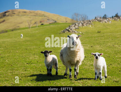 Sheep and lambs on a Welsh hill farm, Wales, UK Stock Photo