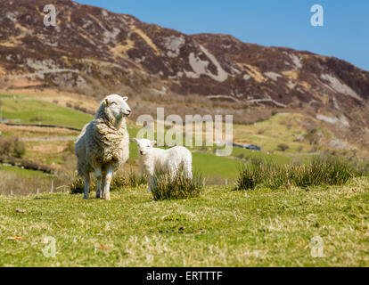 Sheep in Wales Stock Photo - Alamy