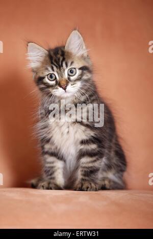 sitting Siberian Forest Kitten Stock Photo