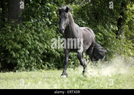 galloping Friesian Horse Stock Photo