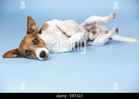 lying Jack Russell Terrier Stock Photo