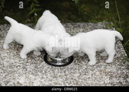West Highland White Terriers Stock Photo