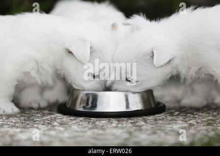 West Highland White Terriers Stock Photo