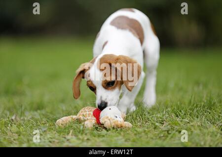 Puppy sniffing at a soft toy dog hi-res stock photography and images - Alamy