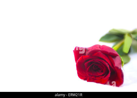 Single Red Rose Laying Down Isolated on White Background Stock Photo ...